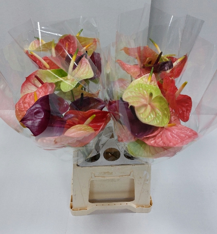 <h4>Anthurium mix Premium</h4>