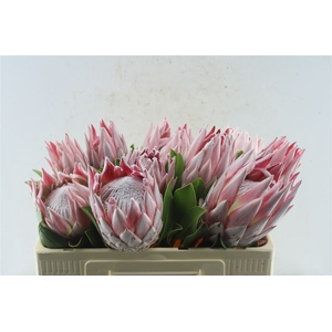 Protea Cynaroides C