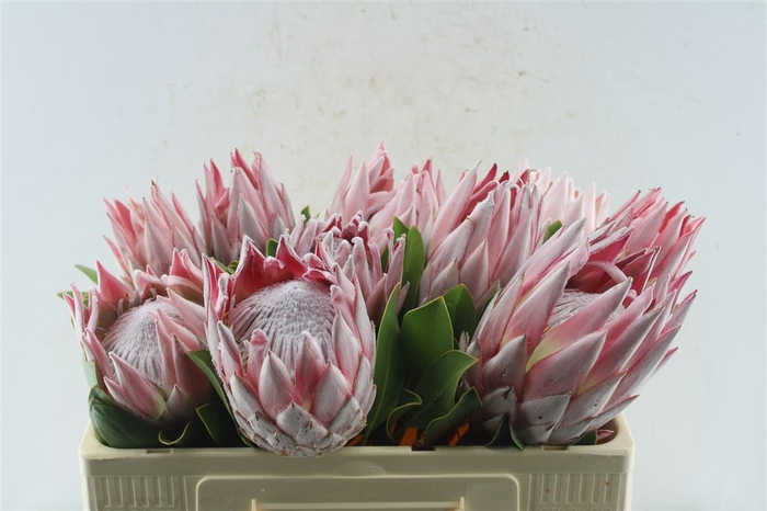 <h4>Protea Cynaroides C</h4>