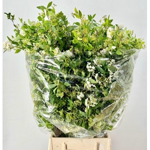 Spiraea Cinerea Extra