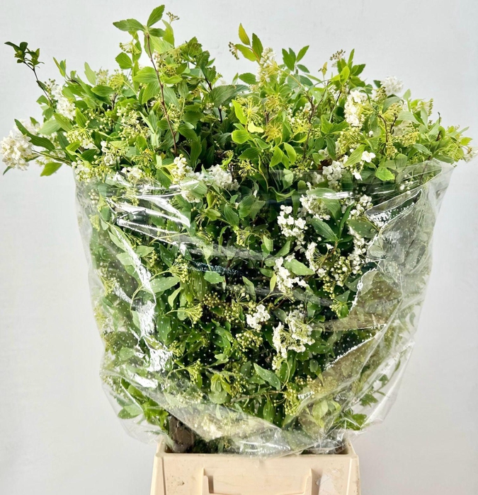 <h4>Spiraea Cinerea Extra</h4>