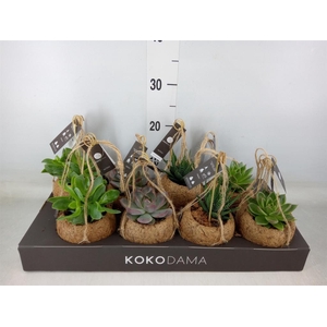 Succulents   ...mix 4