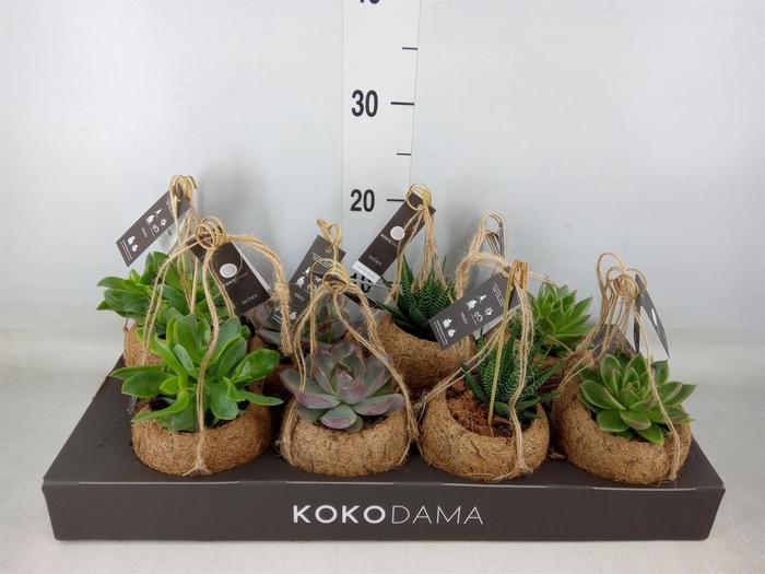 <h4>Succulents   ...mix 4</h4>