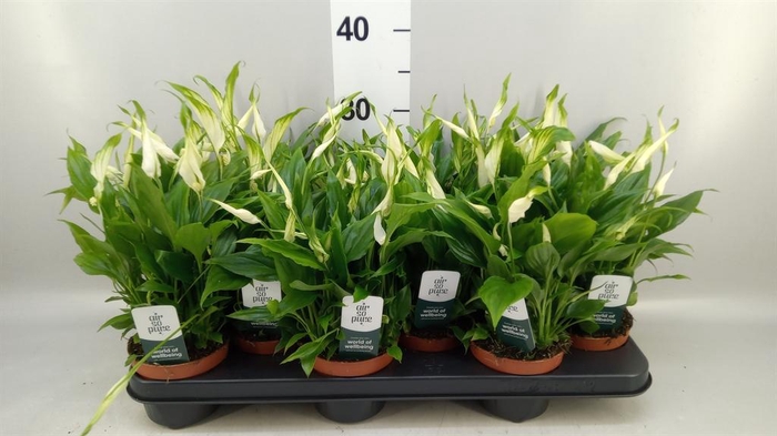 <h4>Spathiphyllum  'Chopin'</h4>