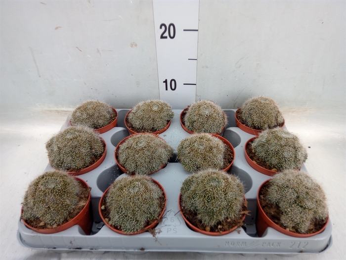 <h4>Mammillaria</h4>