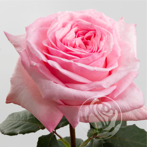 R GR PINK OHARA Welyflor
