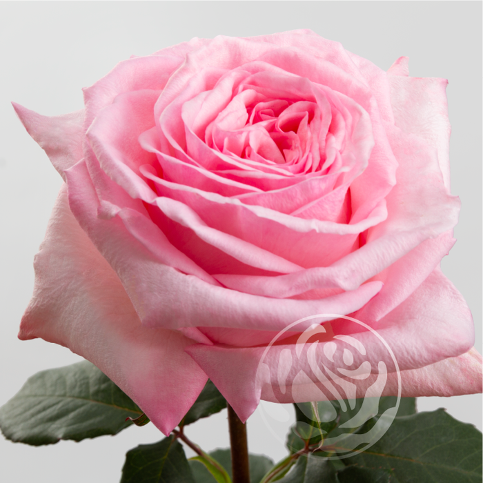 <h4>R GR PINK OHARA Welyflor</h4>