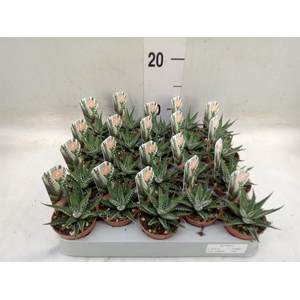 Haworthia fasciata 'Big Band'