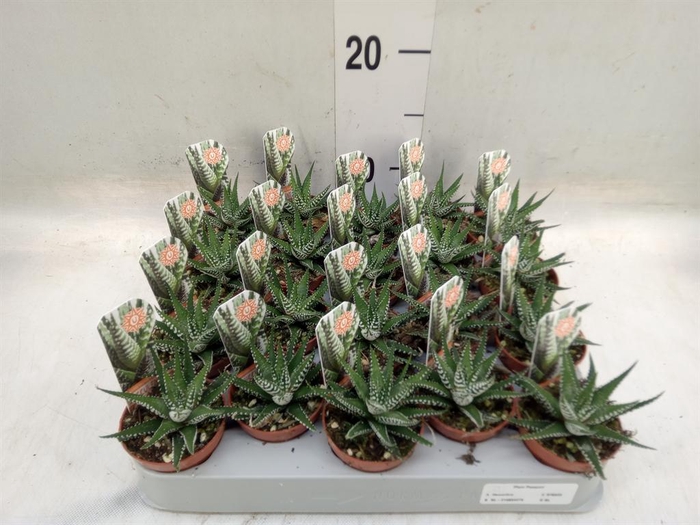 <h4>Haworthia fasciata 'Big Band'</h4>