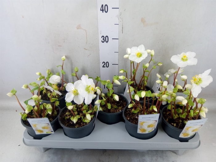 <h4>Helleborus niger</h4>