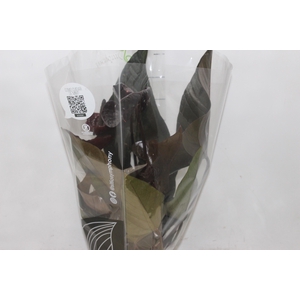 ANTHURIUM BLACK WINNER P17