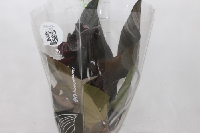 <h4>ANTHURIUM BLACK WINNER P17</h4>
