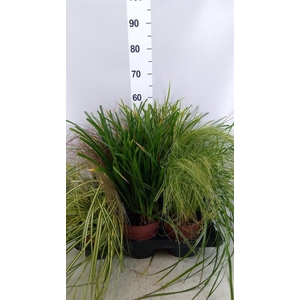 Carex   ...mix