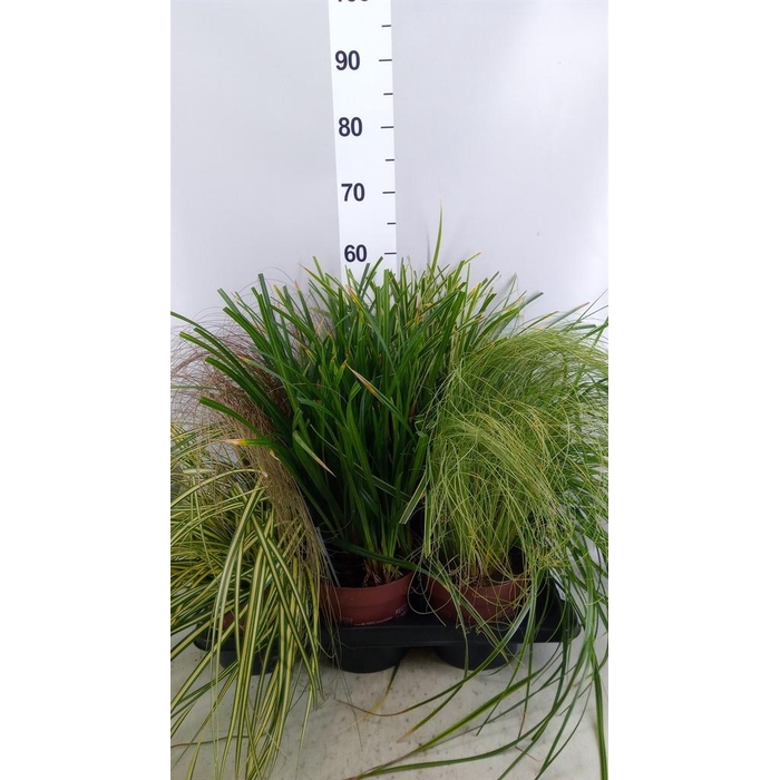 <h4>Carex   ...mix</h4>