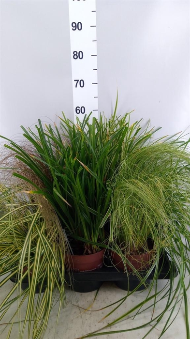 Carex   ...mix