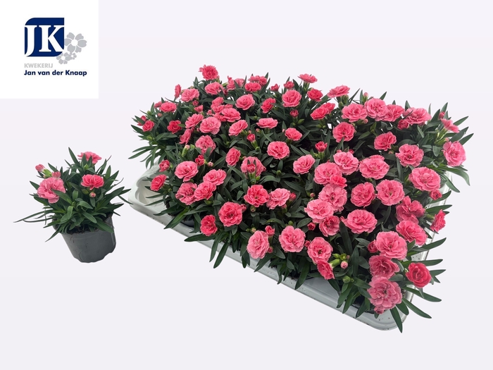 <h4>DIAN OSC PINK</h4>