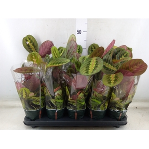 Maranta leuc. 'Fascinator'