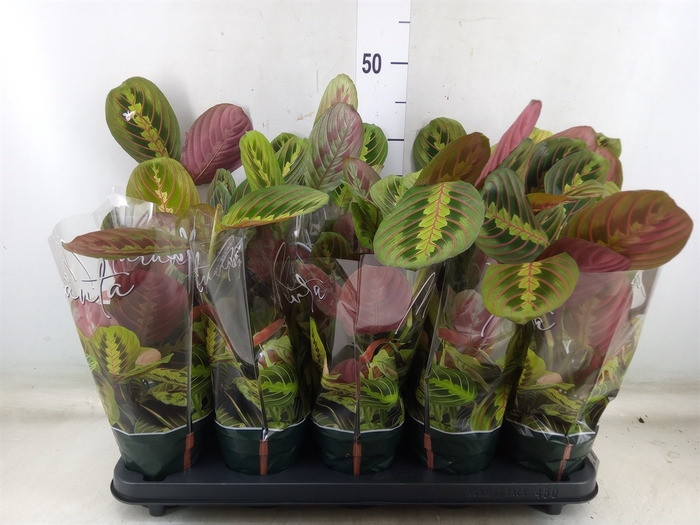 <h4>Maranta leuc. 'Fascinator'</h4>