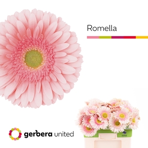 Gerbera Romella Water