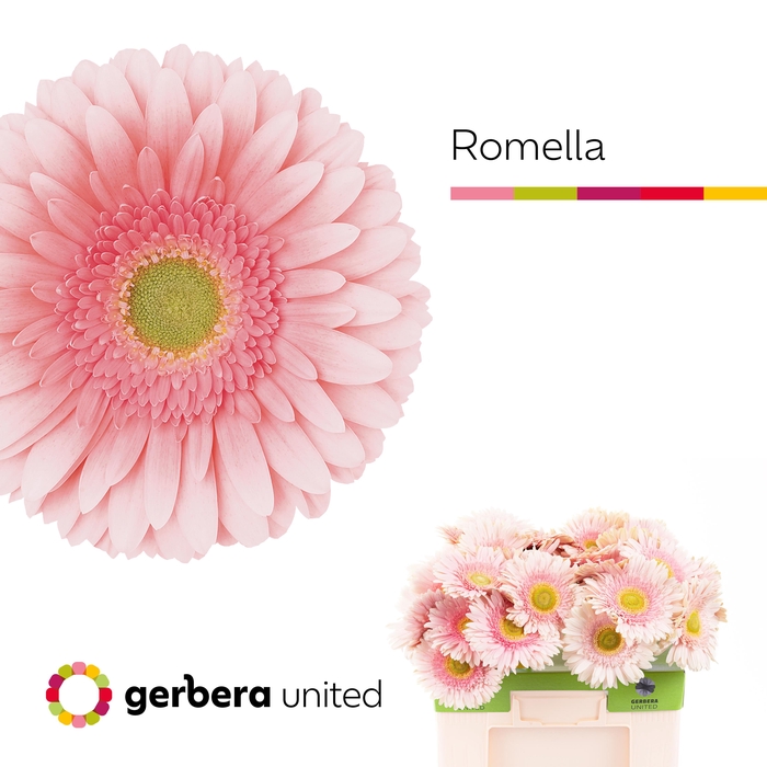 <h4>Gerbera Romella Water</h4>