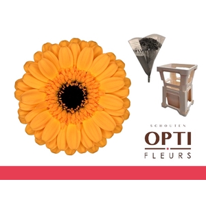 GE MI TWEETY-Water hoes