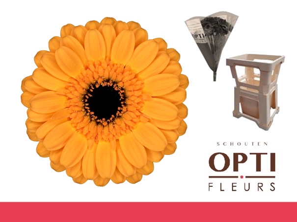 <h4>Germini Tweety Water</h4>