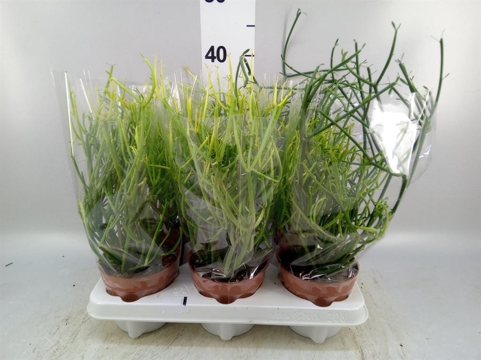 <h4>Euphorbia tirucalli</h4>