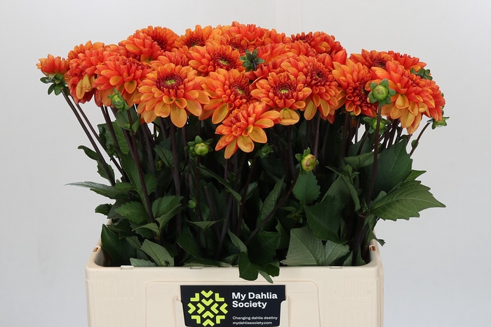 Dahlia American Sunset