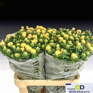 Carthamus Tinctorius White 80cm