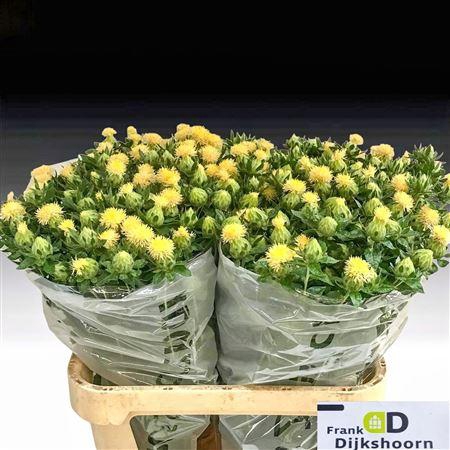 <h4>Carthamus Tinctorius White 80cm</h4>