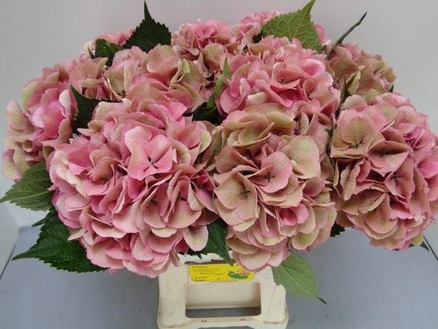 <h4>HYDR M ROYAL LOVE CL</h4>