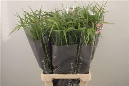 <h4>Panicum Fountain</h4>