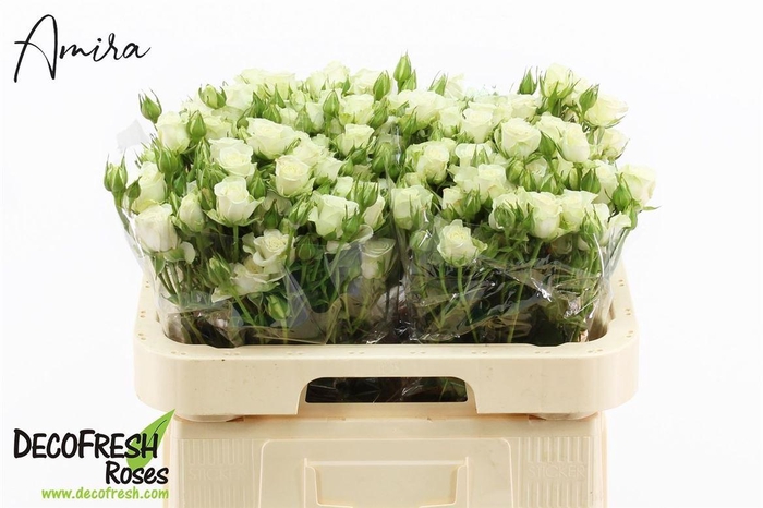 <h4>R Tr Snowflake</h4>