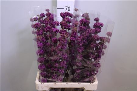 Callicarpa Giraldii