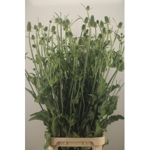 DIPSACUS#