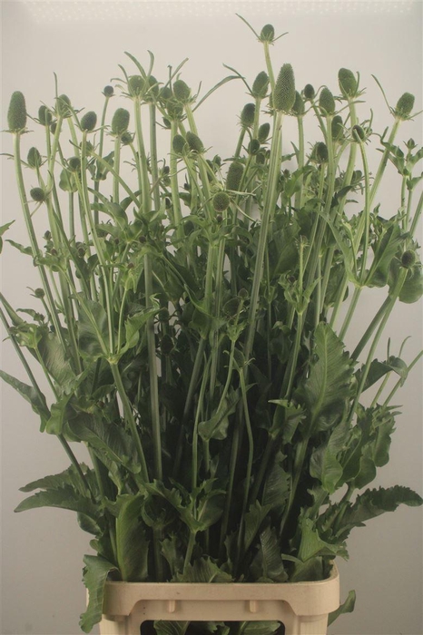 <h4>DIPSACUS#</h4>