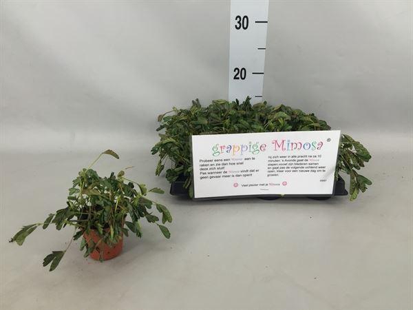 <h4>Mimosa pudica</h4>