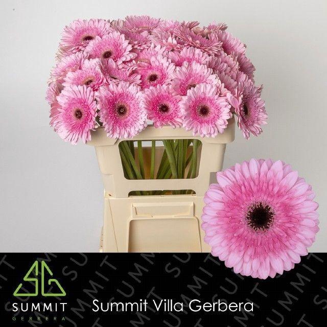 <h4>GE GR PRE SEMMY</h4>