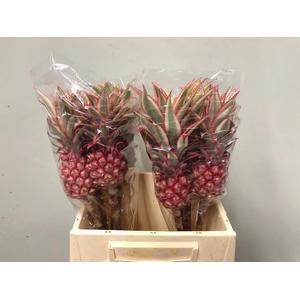 ANANAS OV