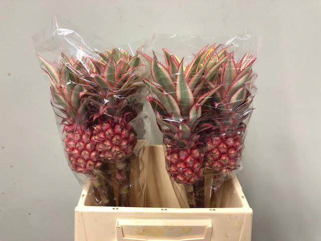 ANANAS OV