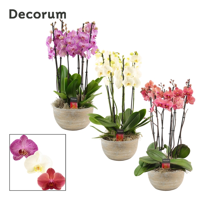 <h4>Faya 6 tak symphony mix (Deco-collection)</h4>