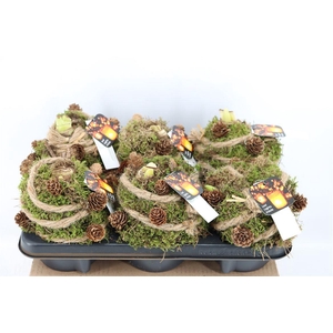 Arr Hipp Mos Pinecone + With Lights