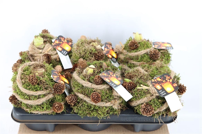 <h4>Arr Hipp Mos Pinecone + With Lights</h4>