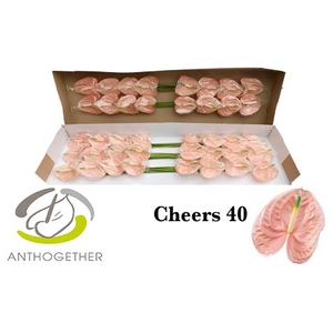 Anthurium Cheers