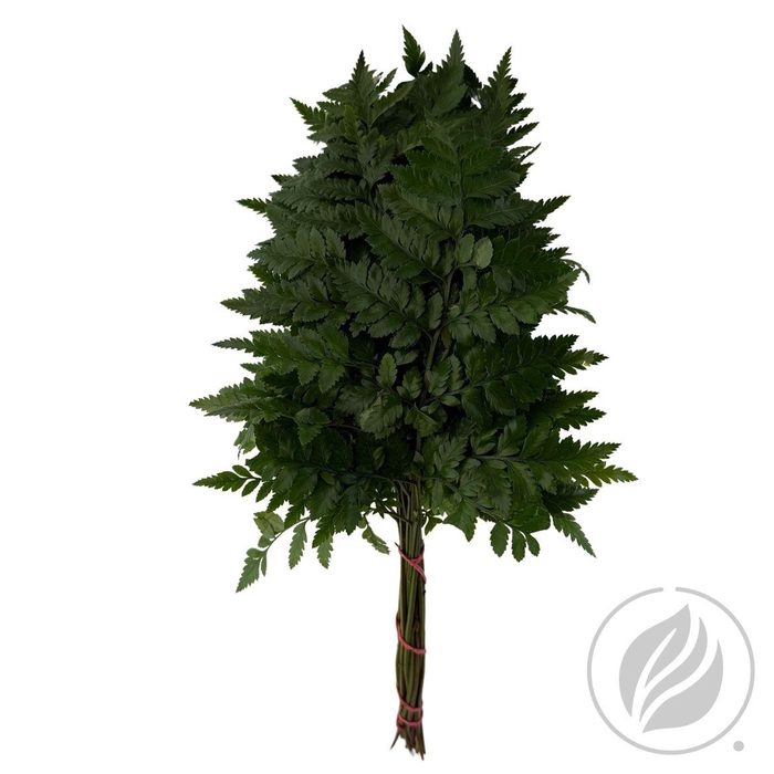 Leatherleaf Large (gt)