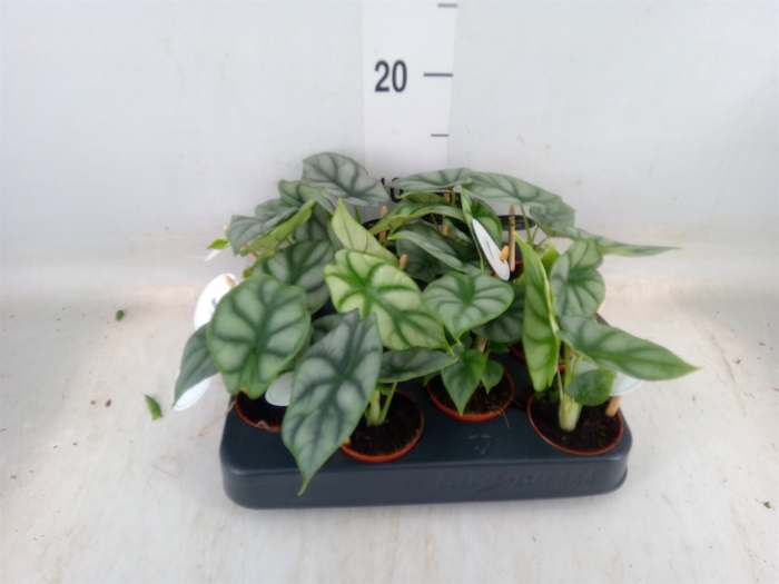<h4>Alocasia   ...</h4>