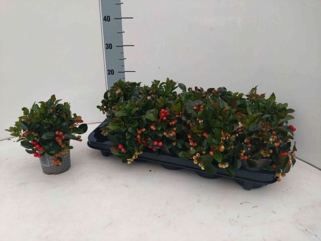 <h4>GAULTH PR BIG BERRY</h4>