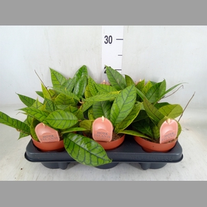 Hoya callistophylla 'KAL 16'