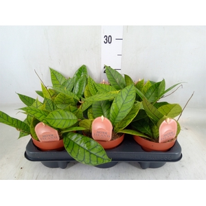 Hoya callistophylla 'KAL 16'