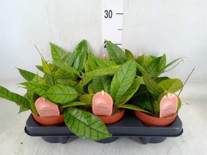 <h4>Hoya callistophylla 'KAL 16'</h4>